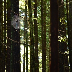 2017-03 New Zealand/Red Woods/DSC_0133.JPG